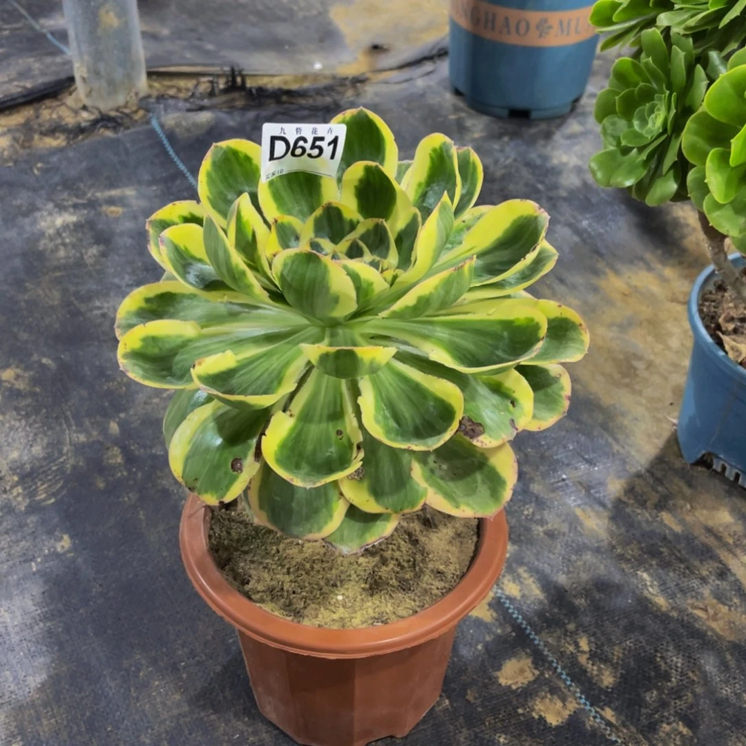 崔***️65100燕姿锦叶片有几个洞福利