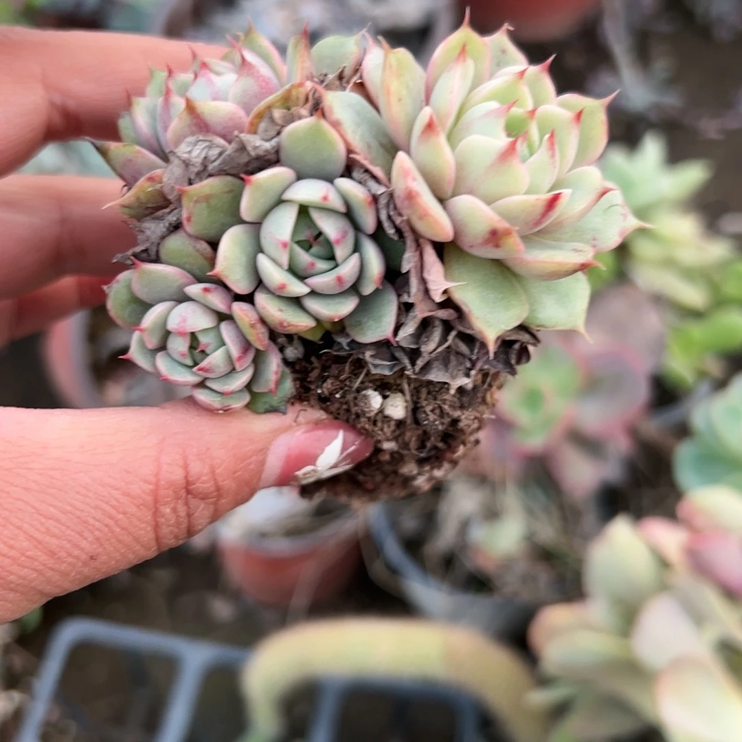 多肉植物奔巴蒂斯