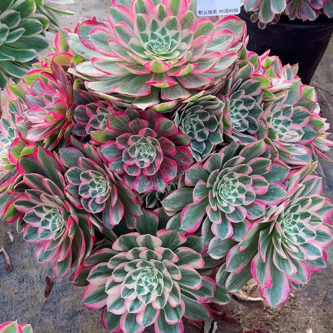 无花朵快**边多肉植物孔雀翎124