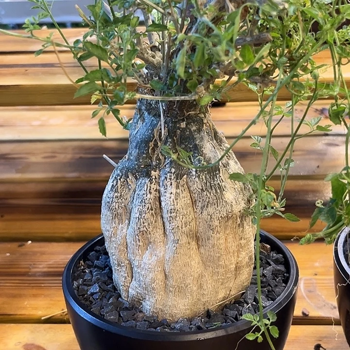 潮流植物沙漠苦瓜