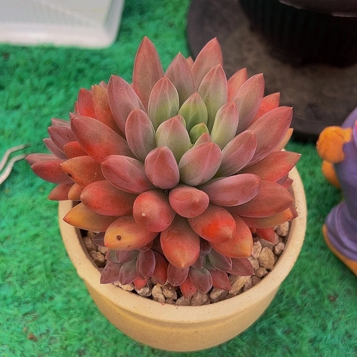 彩体水晶球多肉植物