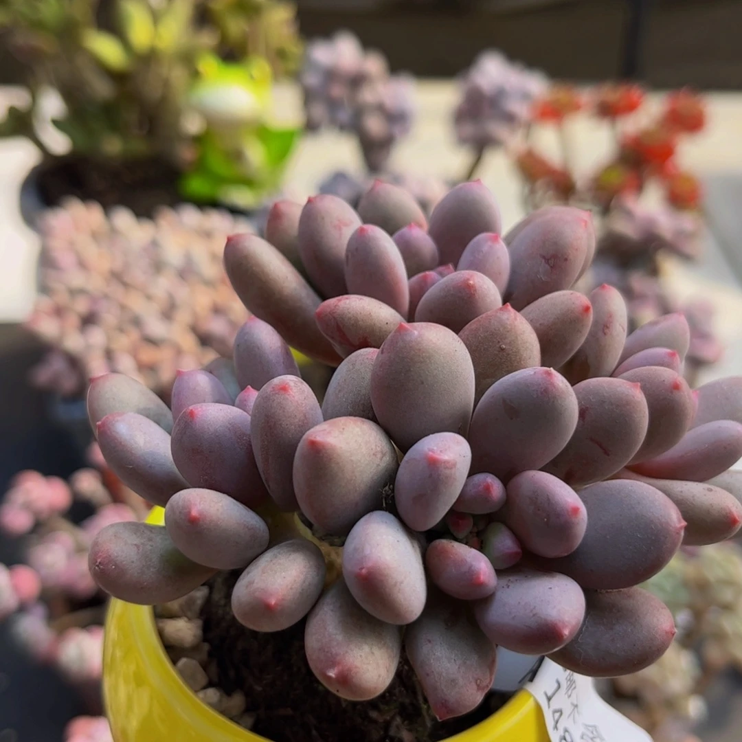 481/6cm仙子奶多肉