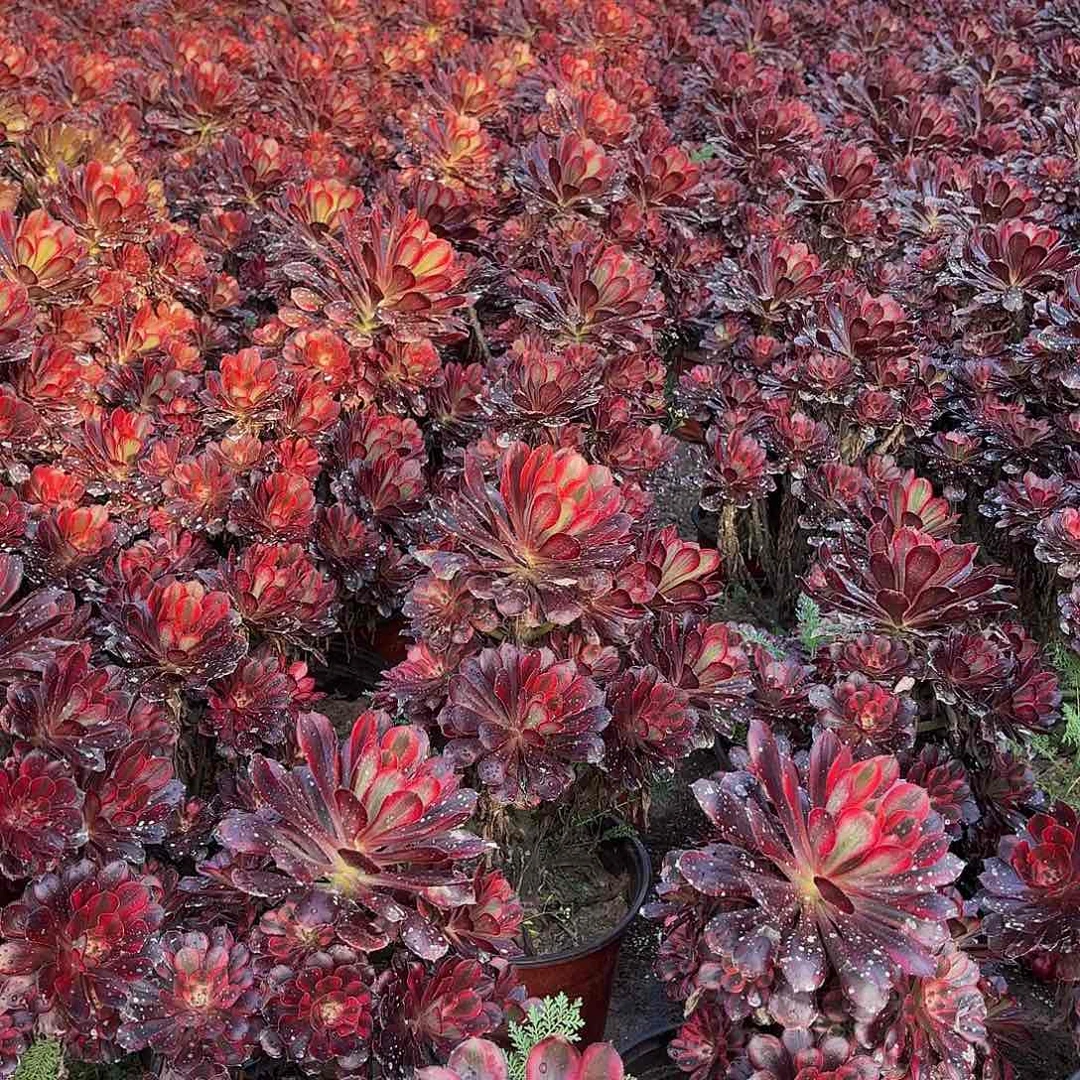 香奈儿9.9清棚福利多肉