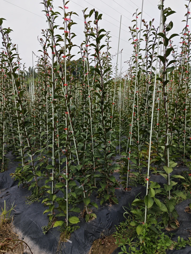 万能嫁接砧木叶仙木麒麟大中小苗带根可嫁接蟹爪兰