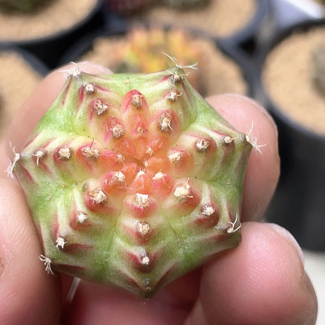 无花朵泰系实生根，梦想轮回增棱价