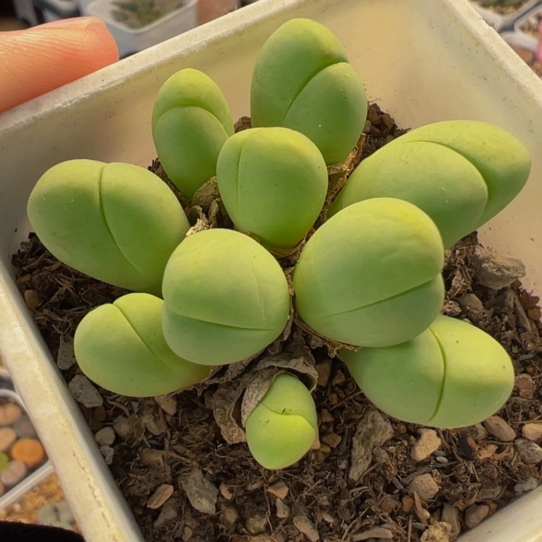 051多肉植物种类多样