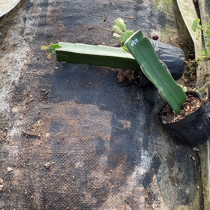 050嫁接单片小破苗一颗无售后12.8