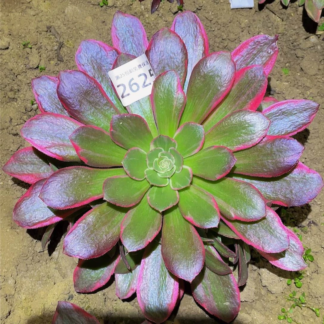 2625女妖多肉植物