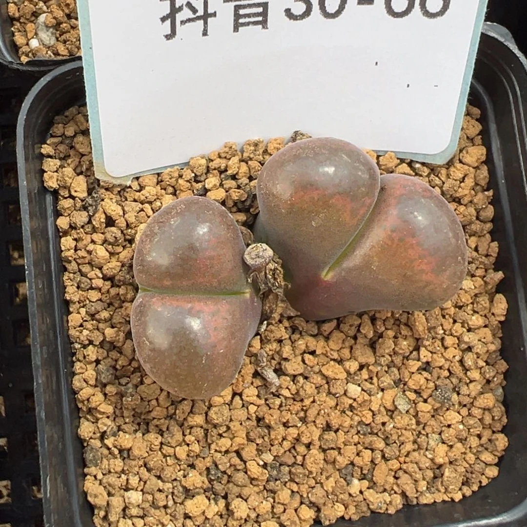 30-66风铃多肉植物