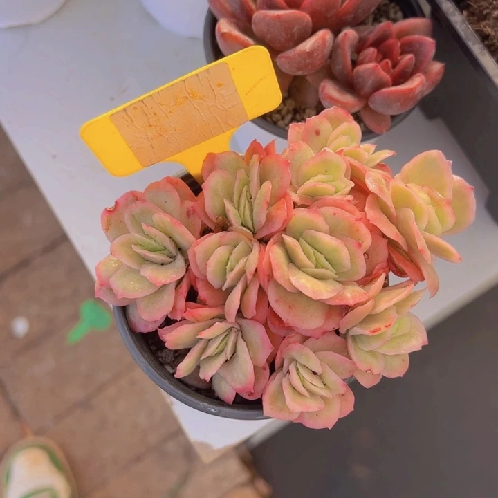 健健康康平平安安