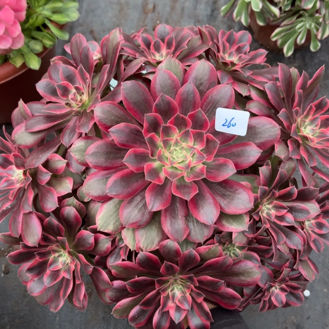 260浣纱多肉嘻嘻嘻