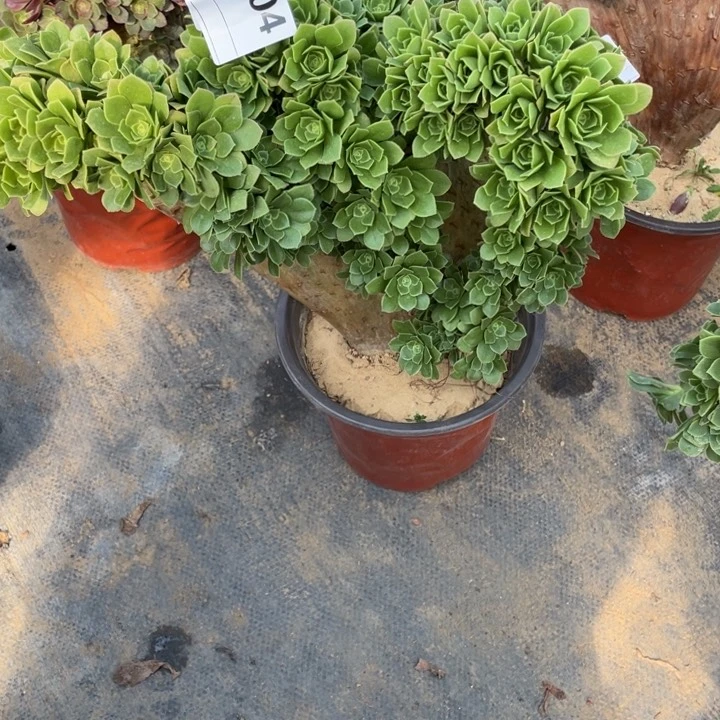 心**叔多肉绿杨蓉朵朵，杆子有瑕疵504