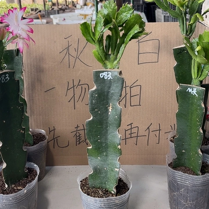 恋***水当前无花朵，栽培后可花朵083