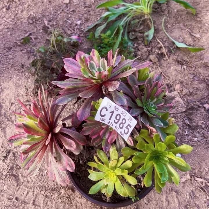 1985粉黛花脸多肉植物法师