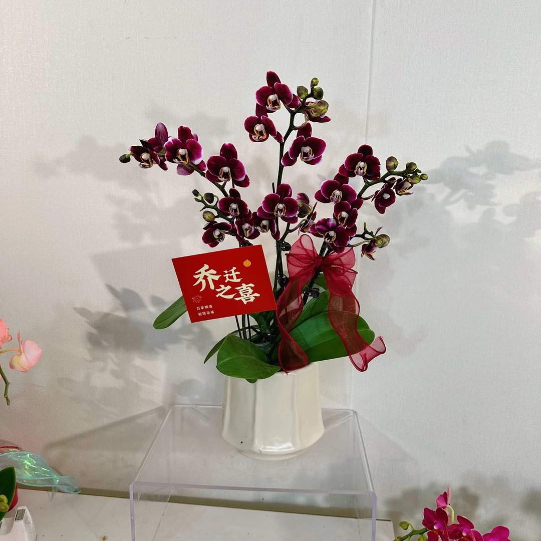 【巧克力-组盆（欧品黑花色系）】带花好养易活精致优雅蝴蝶兰室内