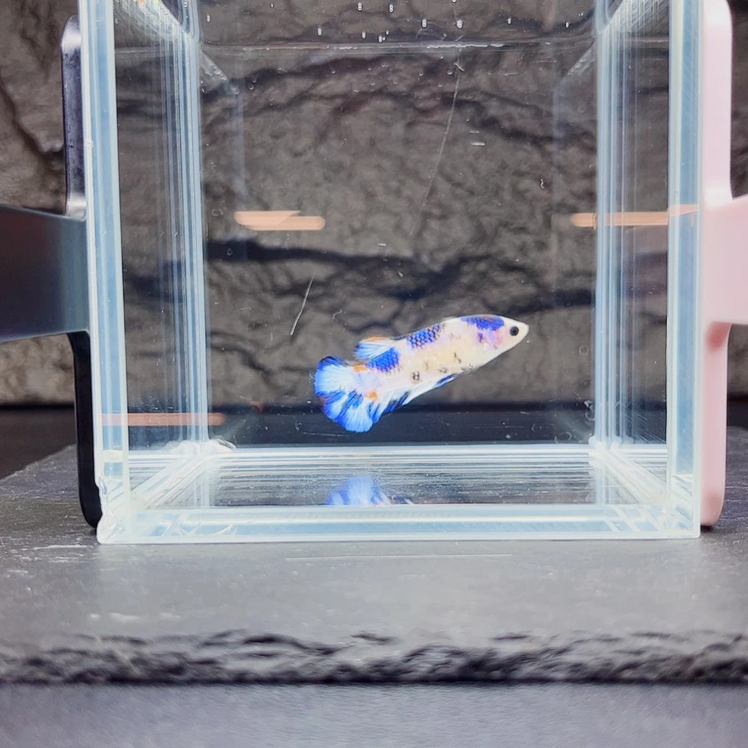 海水鱼宙斯斗鱼竞拍09-26
