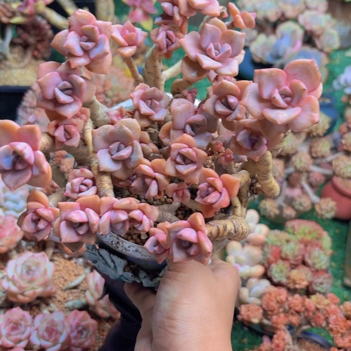 彩虹糖老桩多肉一颗