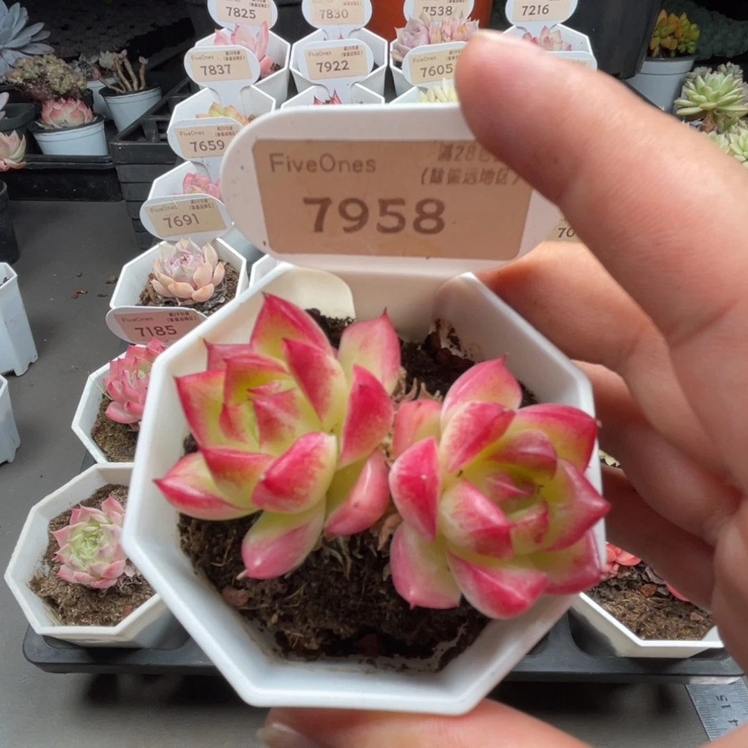 7958梦幻女王4.5厘米
