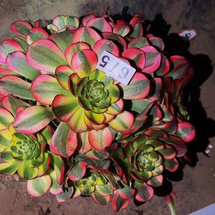 675奶白宽锦多肉植物处理不售后