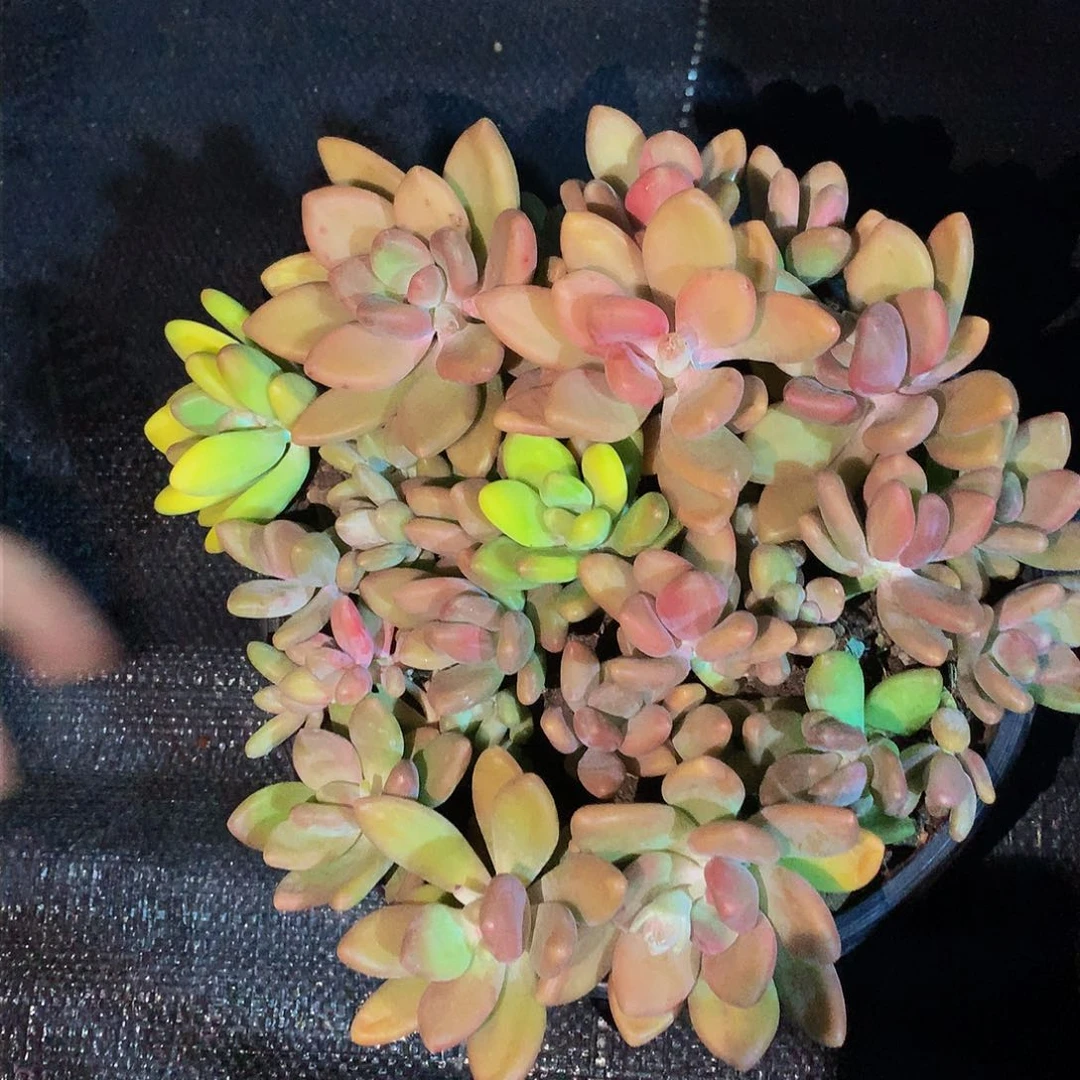 小****明哈哈哈哈哈哈哈哈哈哈哈哈哈