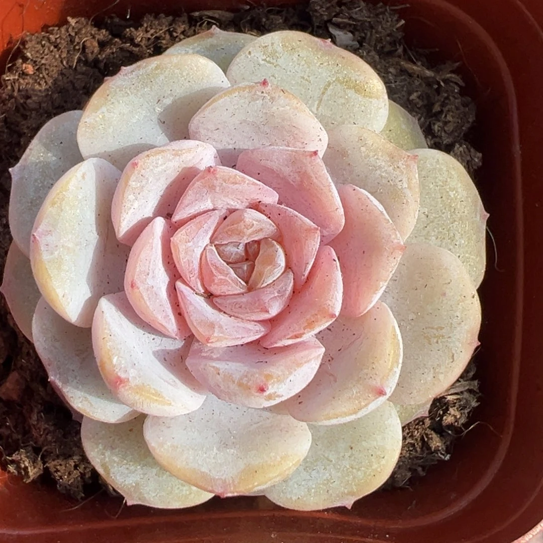 小卡拉米糖心一物一拍