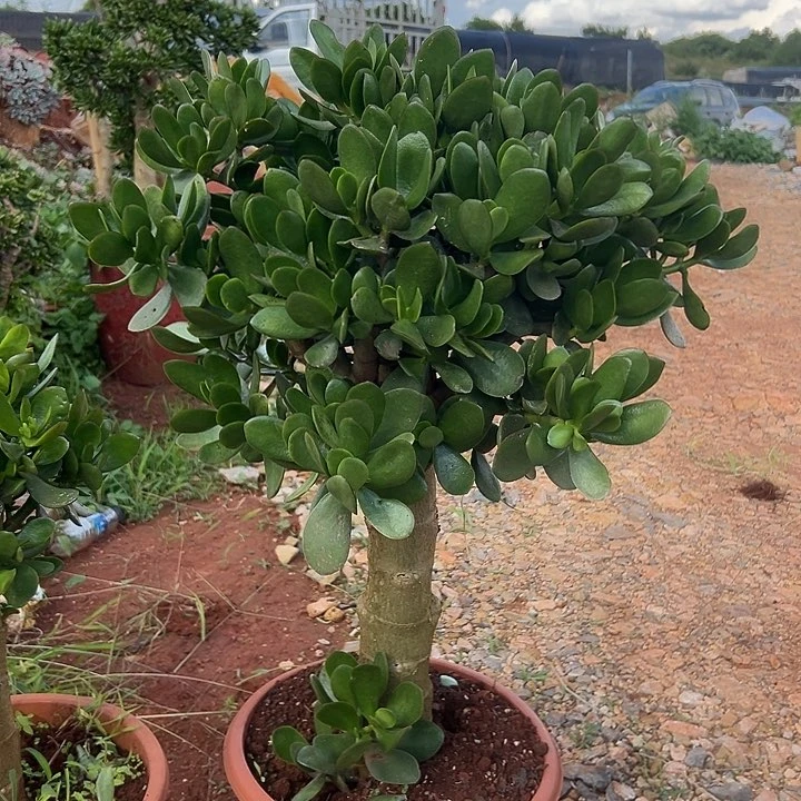 大青苹果，248一物一拍链接
