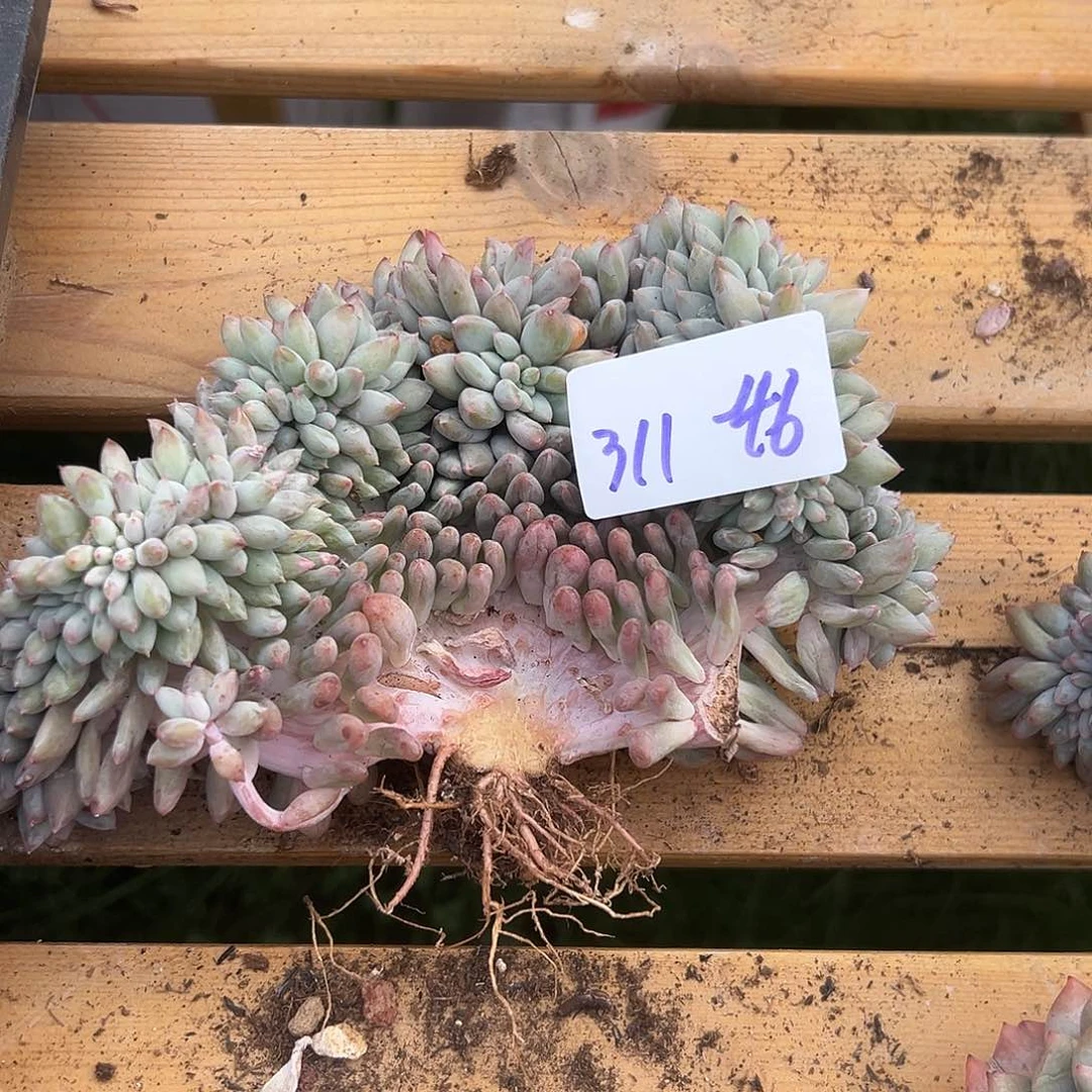 陈*丽311-46所罗门缀多肉瑕疵