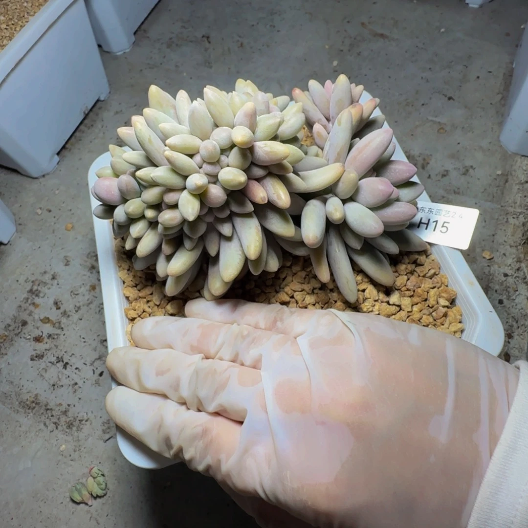 h h h h h h h h h 15