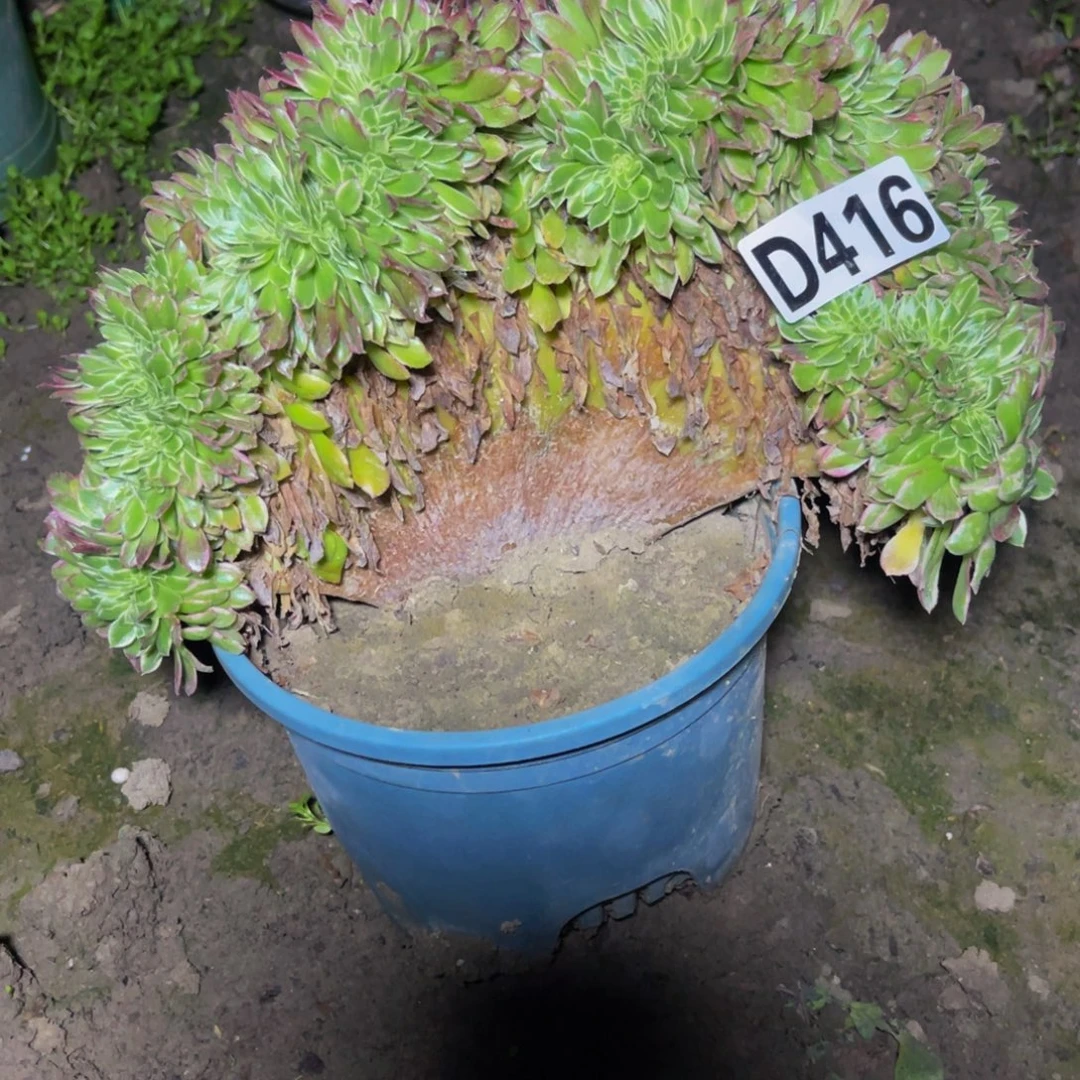 海王法师16sss5包邮