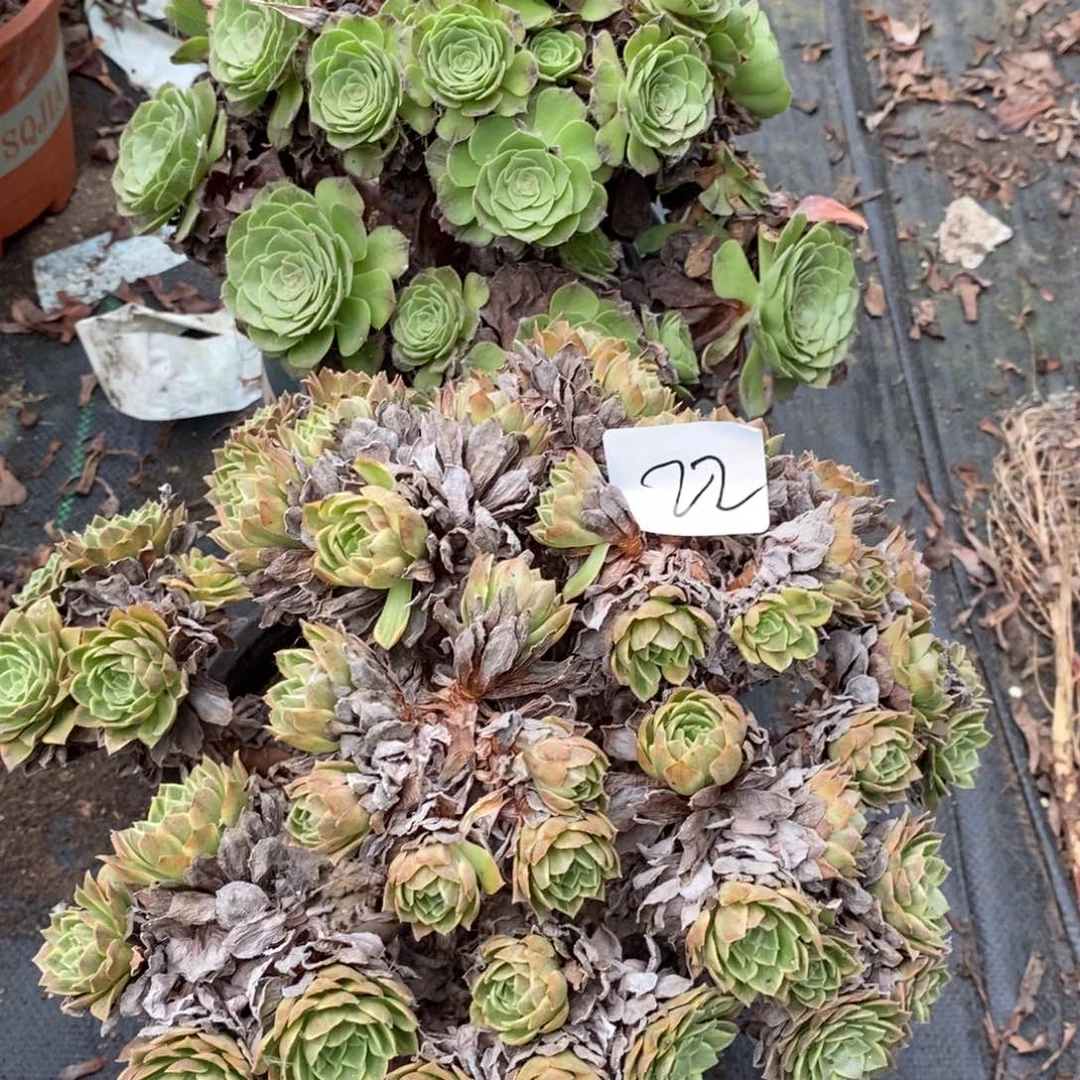 多肉植物组合拼盘22