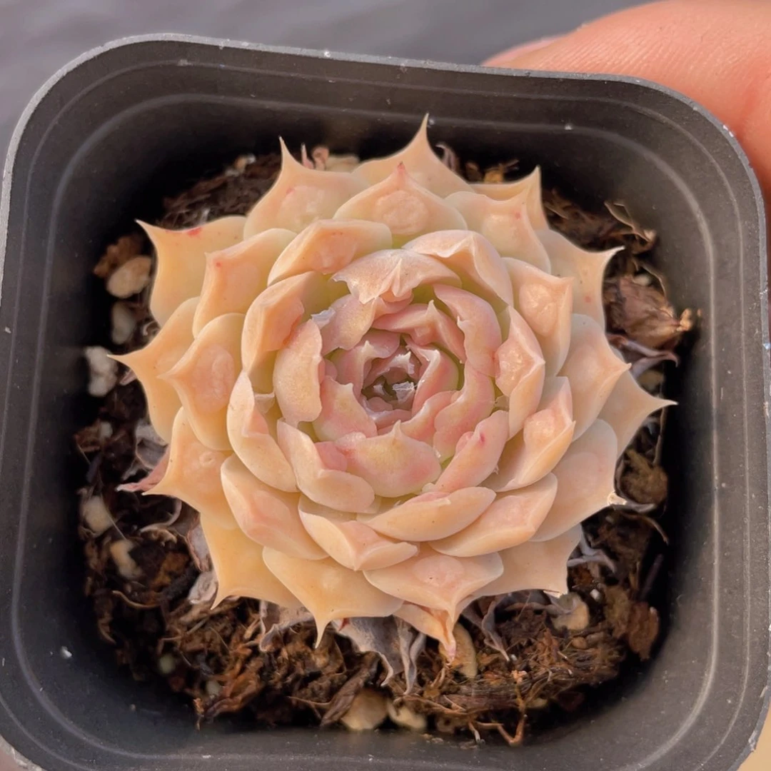 留财多肉9.9包邮