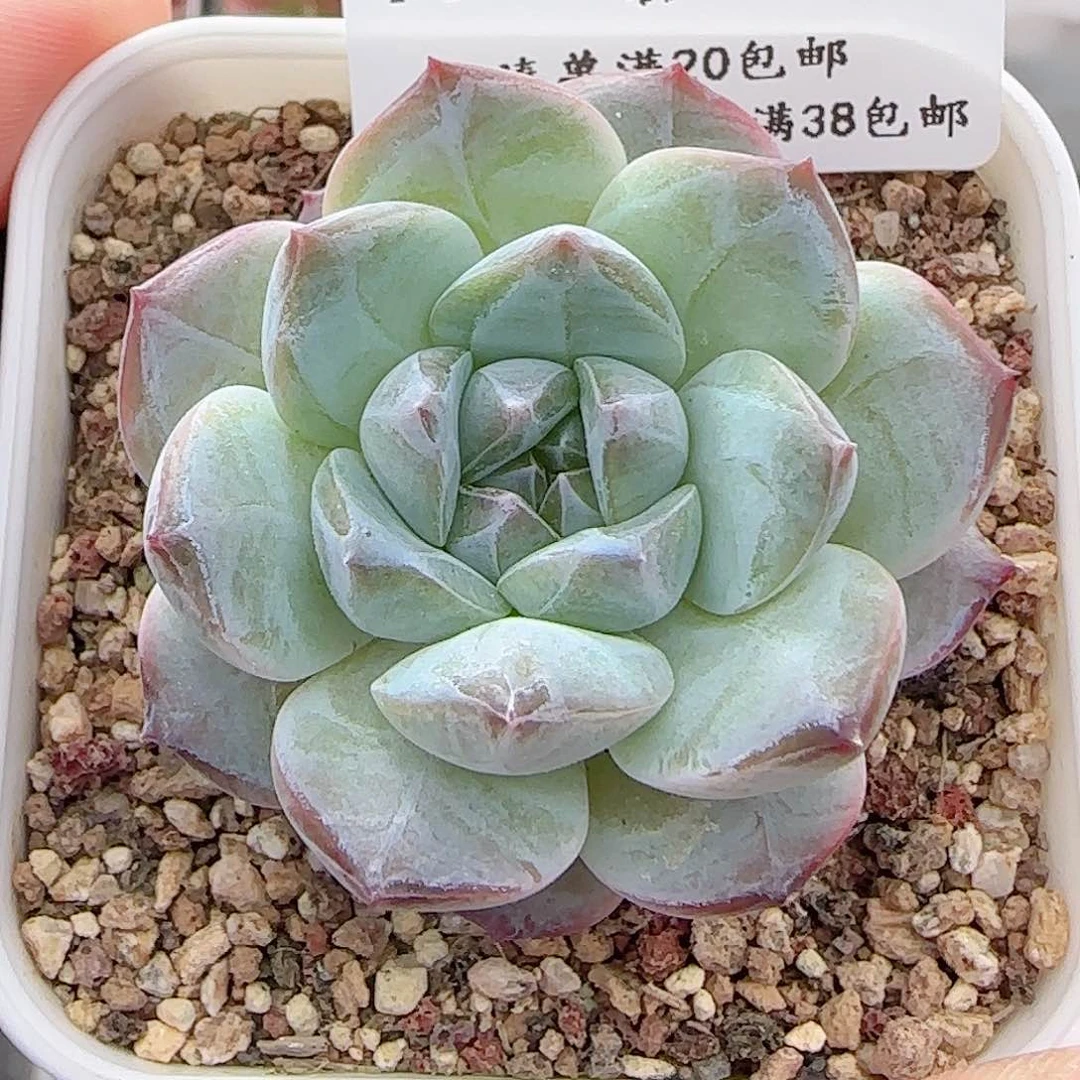 多肉0706-179糖心糖心
