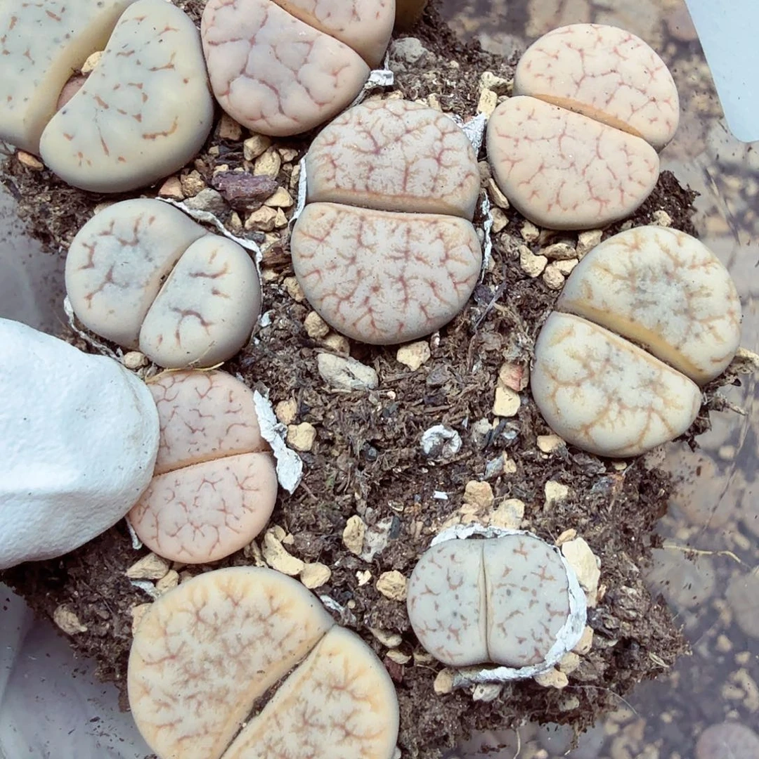 不过他不可能一直420是