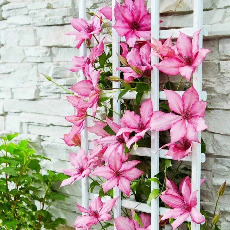 顺丰包邮  吉赛尔2加仑盆 铁线莲庭院阳台种植多季节开花