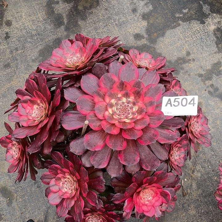 用****7烟花多肉植物504