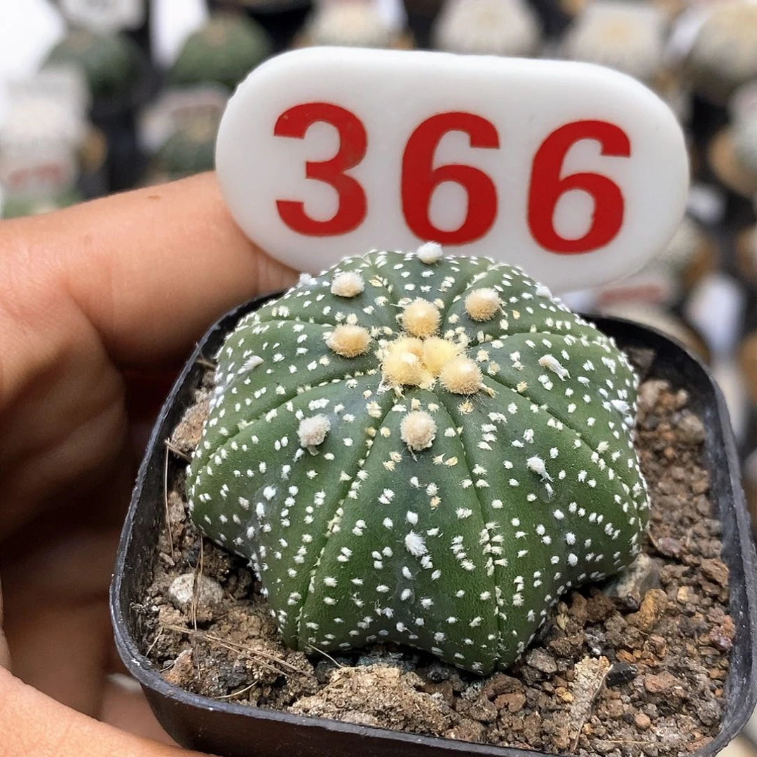 366海星福利特价来了
