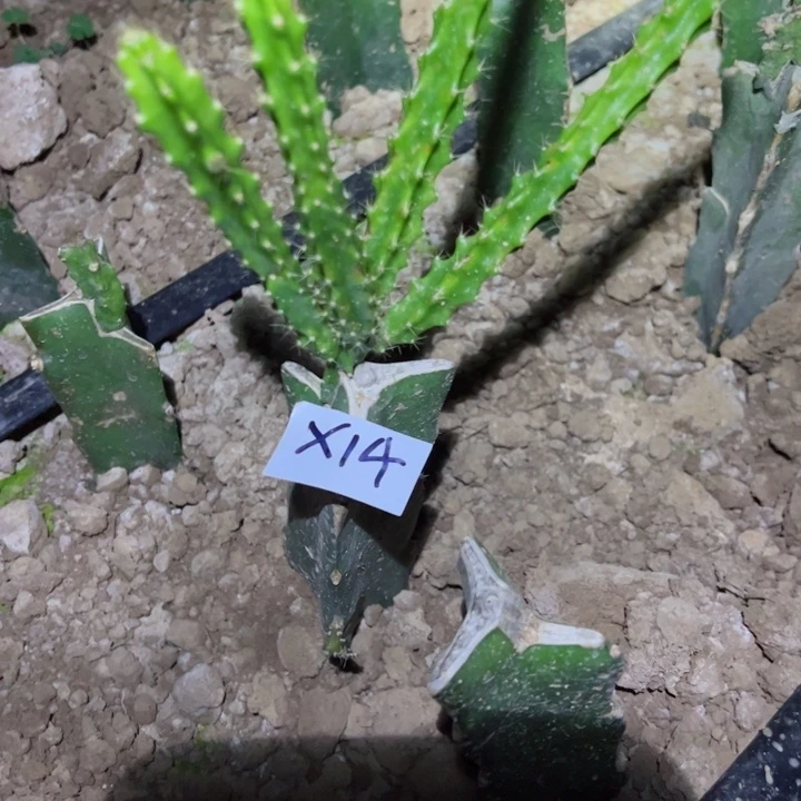 珍**生X14嫁接鼠尾零件贵妃20