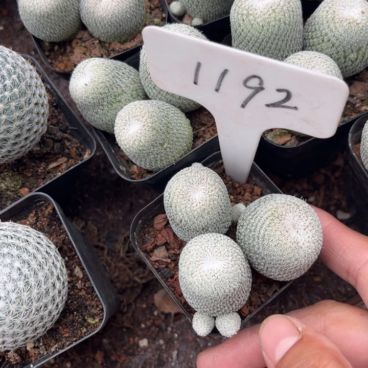 无花朵萌**ぃ1192一盆三个好养