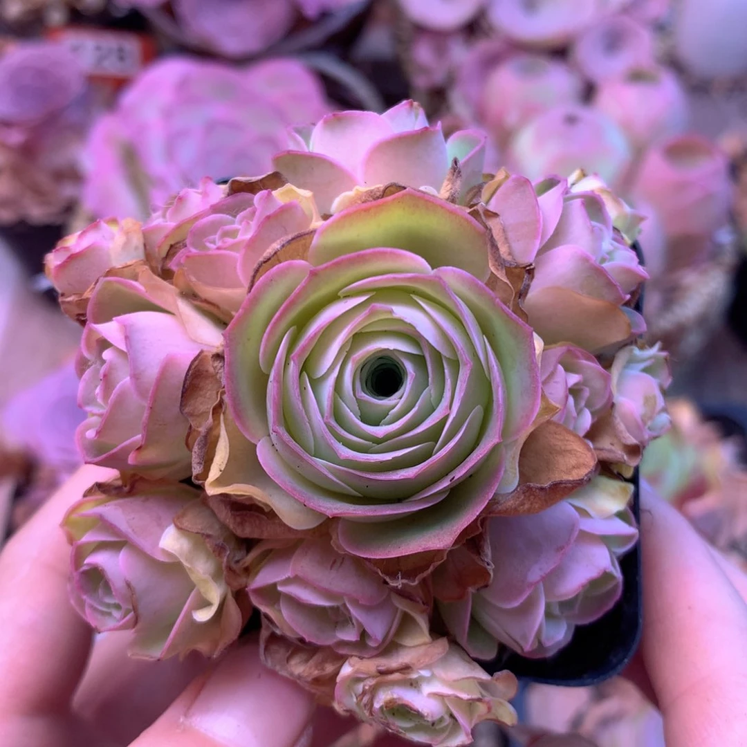 一物一拍殊帕优选001