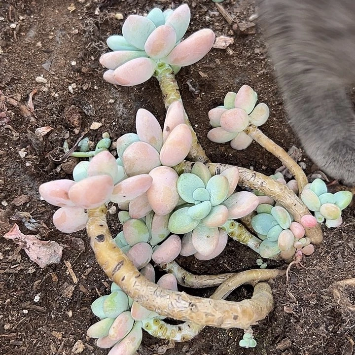 无花朵洛神老桩。