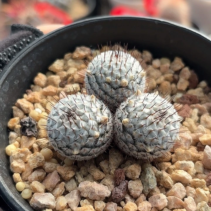 仙人球实生直刺佩雷