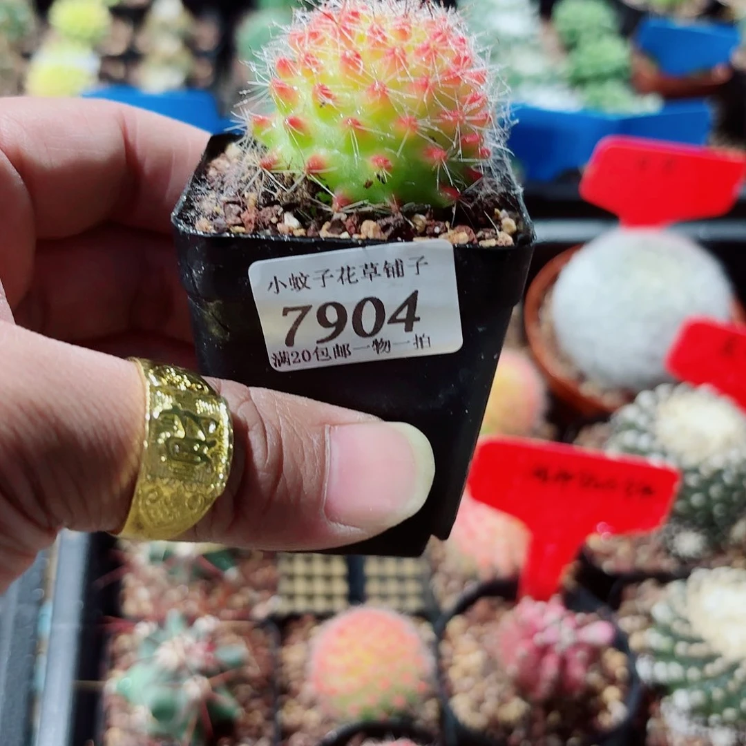 7904红娜丸一颗脱土发货