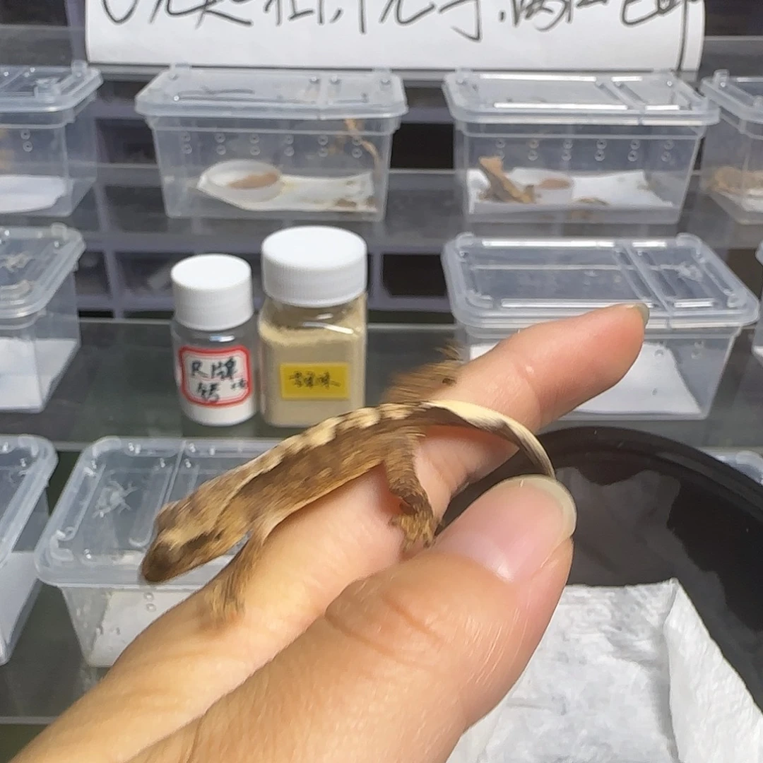 睫角守宫睫角守宫幼