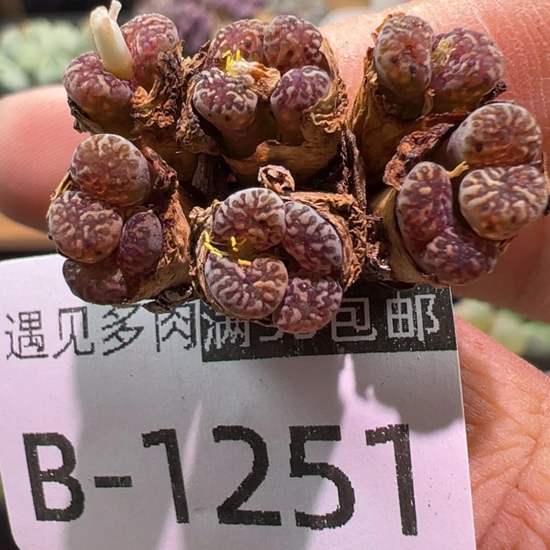 多肉植物11111111111