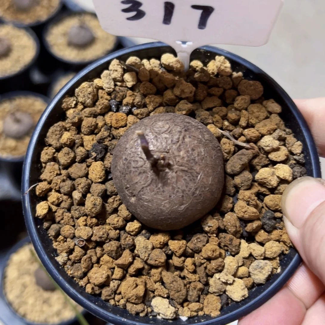 ▲****?317龟甲龙683848484