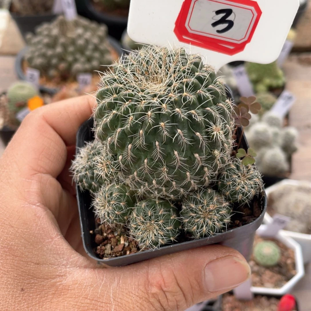 3王是否能做到不知道