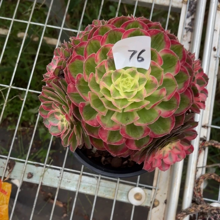 云南孔雀翎好看76号