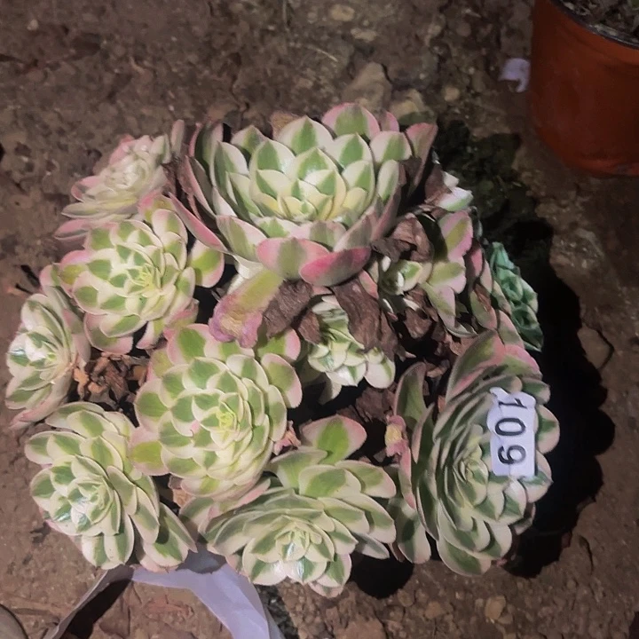 109荔枝多肉植物不售后