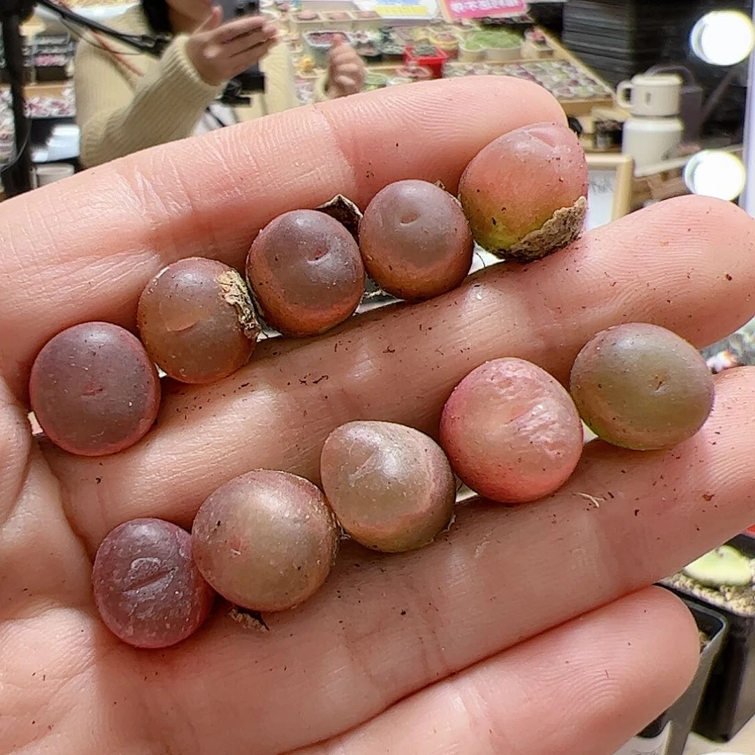 【闪购商品】390 超毛10颗