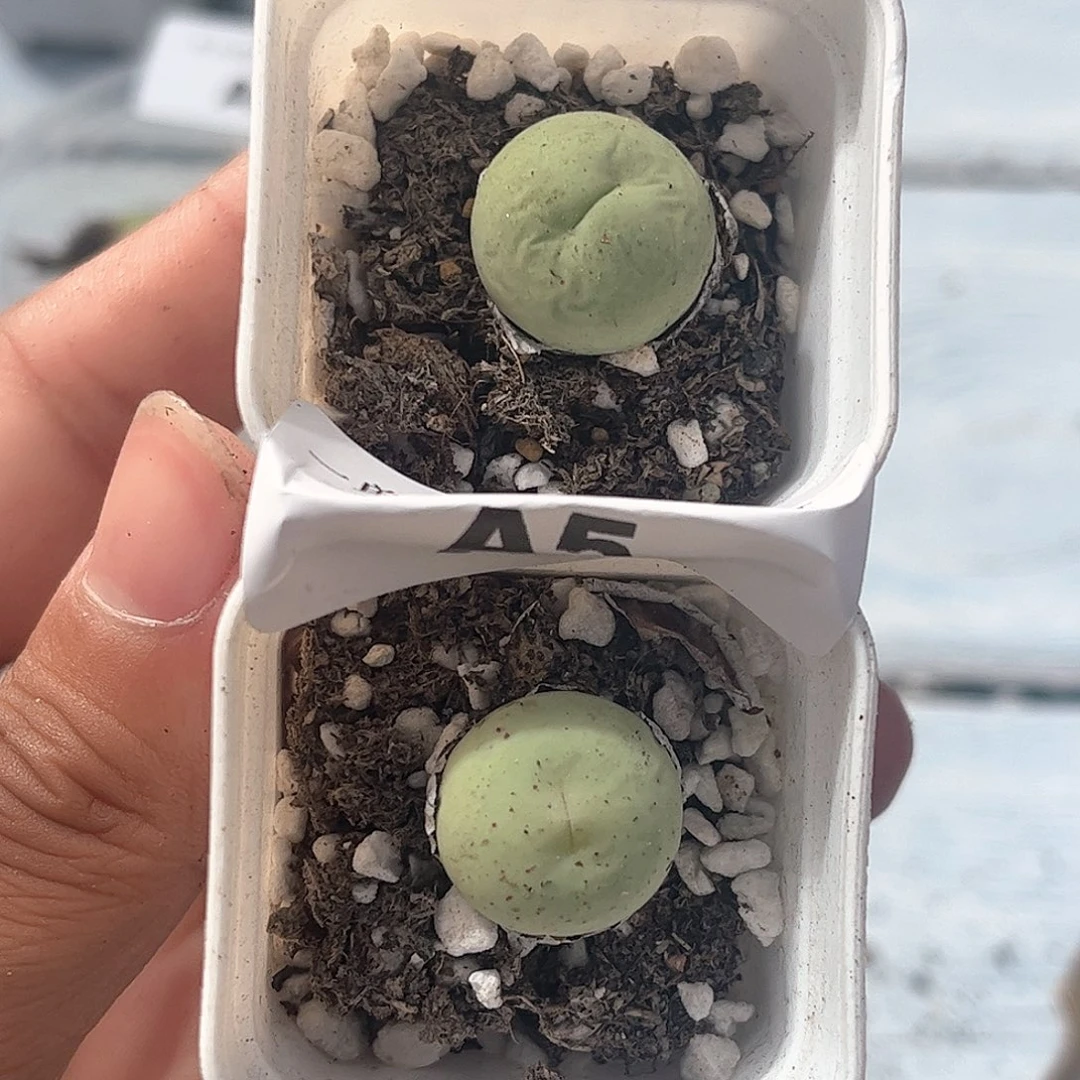 11–10番杏福利a5鸽子蛋